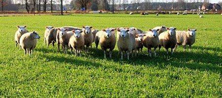 Vandaag gezien... - Lommel