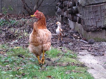 Vandaag gezien... - Neerpelt