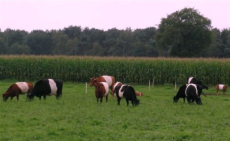 Vandaag gezien - Neerpelt