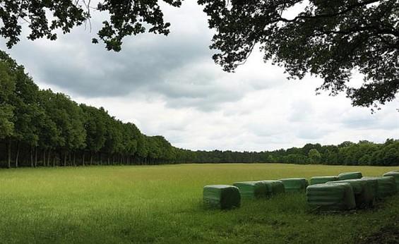 Vandaag gezien... - Lommel