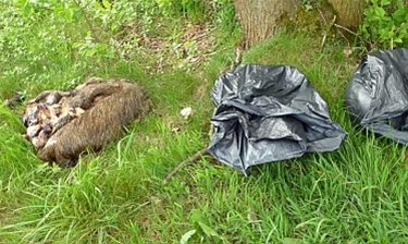 Vandaag gezien... - Meeuwen-Gruitrode