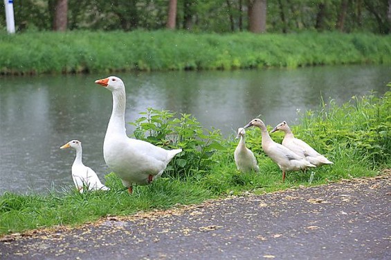 Vandaag gezien... - Overpelt