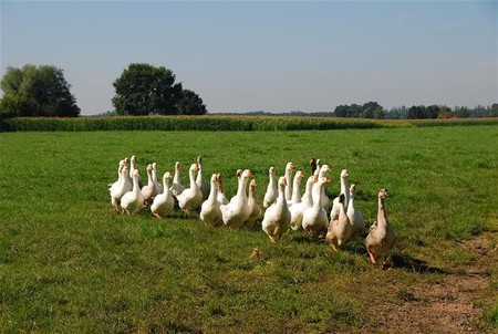 Vandaag gezien... - Hamont-Achel