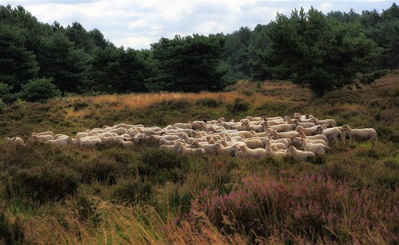 Vandaag gezien - Lommel