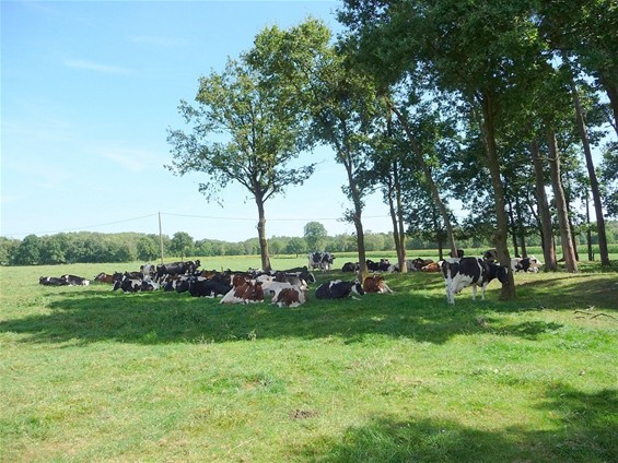 Vandaag gezien - Neerpelt