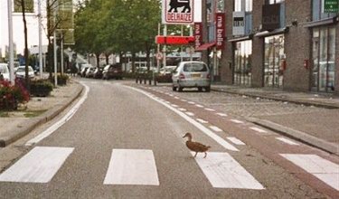 Vandaag gezien... - Neerpelt