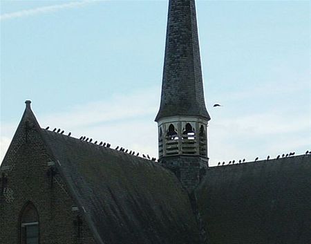 Vandaag gezien... - Neerpelt