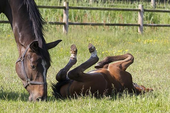 Vandaag gezien aan de Broekkant... - Neerpelt