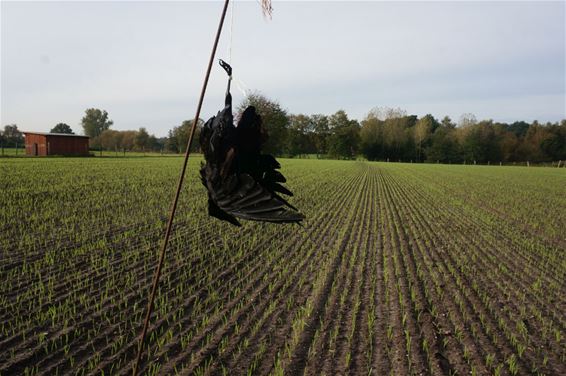 Vandaag gezien aan de Winterdijk... - Pelt