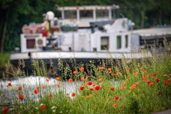 Vandaag gezien aan het kanaal... - Pelt