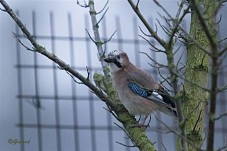 Vandaag gezien... - Hamont-Achel