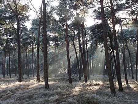 Vandaag gezien... - Lommel