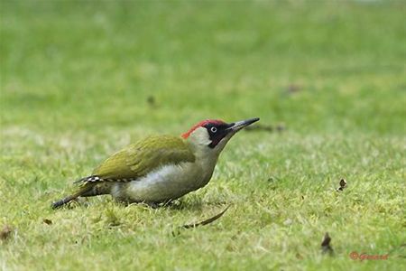 Vandaag gezien... - Hamont-Achel