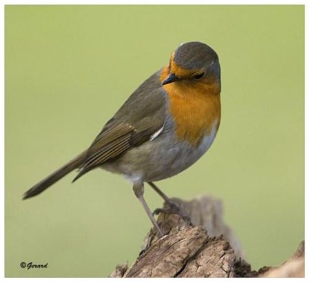 Vandaag gezien... - Hamont-Achel