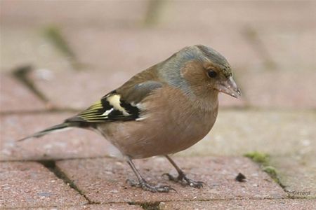 Vandaag gezien... - Hamont-Achel
