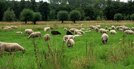 Vandaag gezien... - Lommel