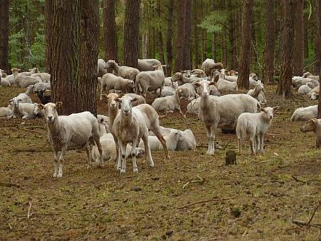 Vandaag gezien... - Lommel