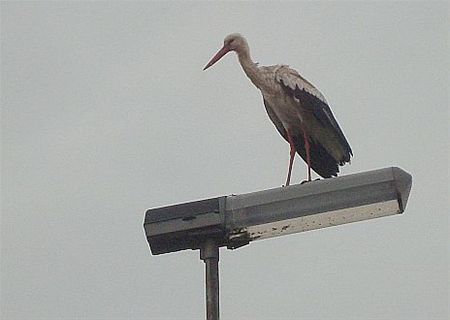 Vandaag gezien... - Lommel