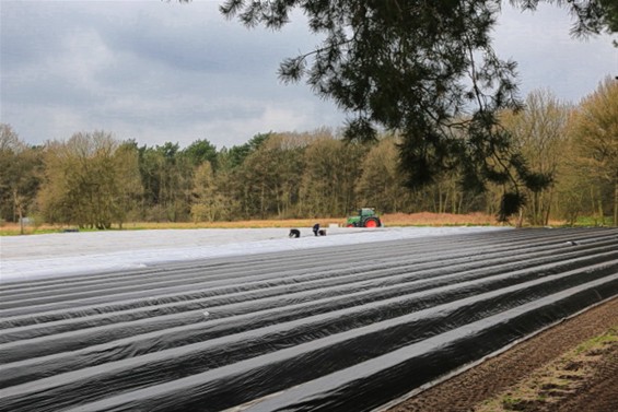 Vandaag gezien... aspergeoogst - Lommel