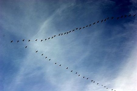 Vandaag gezien... - Neerpelt