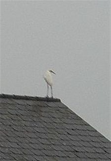 Vandaag gezien... - Neerpelt