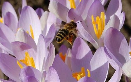 Vandaag gezien... - Hamont-Achel