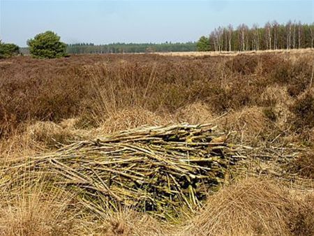Vandaag gezien... - Lommel