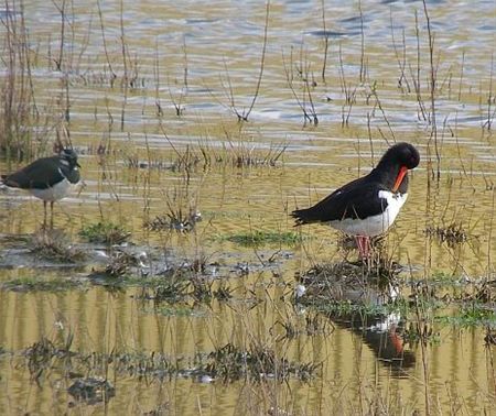 Vandaag gezien... - Lommel