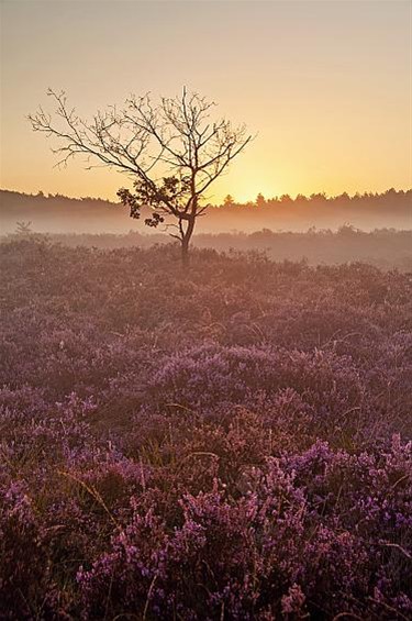 Vandaag gezien: de zonsopgang - Lommel