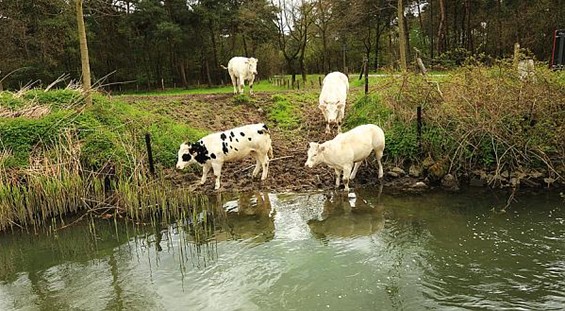 Vandaag gezien: dorstige runderen - Lommel