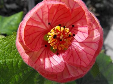 Vandaag gezien: een Abutilon - Hechtel-Eksel