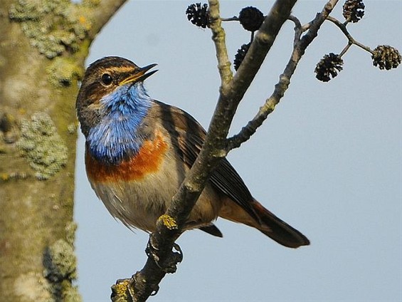 Vandaag gezien: een blauwborst - Neerpelt