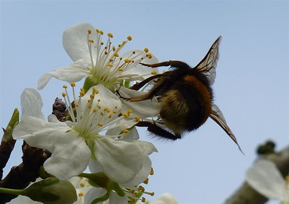 Vandaag gezien: een hommel - Neerpelt