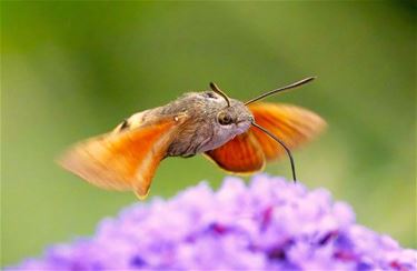 Vandaag gezien: een kolibrievlinder