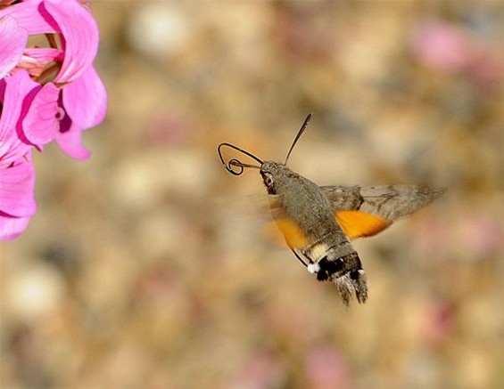 Vandaag gezien: een kolibrievlinder - Overpelt