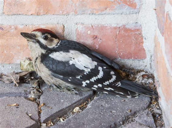 Vandaag gezien; een specht met koppijn - Overpelt