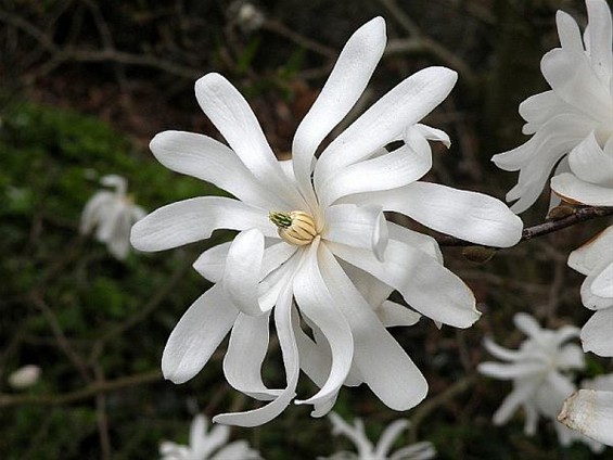 Vandaag gezien: een stermagnolia - Meeuwen-Gruitrode