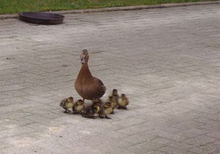 Vandaag gezien... - Hamont-Achel