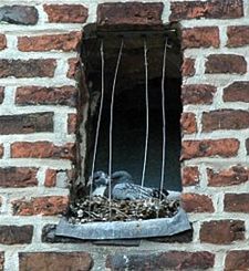 Vandaag gezien... - Neerpelt