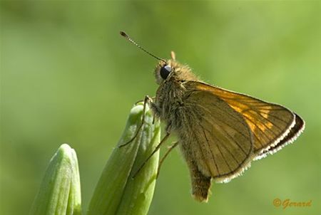 Vandaag gezien... - Hamont-Achel