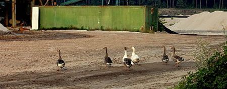 Vandaag gezien... - Lommel