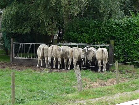 Vandaag gezien... - Neerpelt