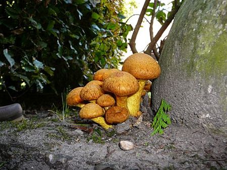 Vandaag gezien... - Overpelt