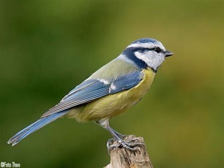 Vandaag gezien... - Hamont-Achel