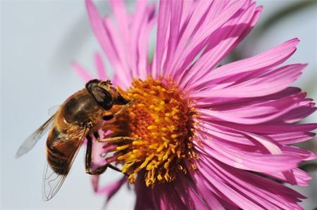 Vandaag gezien... - Hamont-Achel