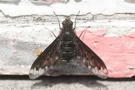 Vandaag gezien... - Hamont-Achel