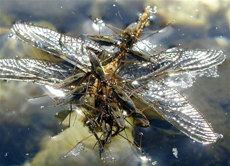 Vandaag gezien - Overpelt