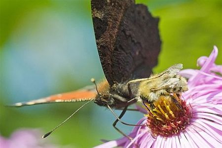 Vandaag gezien... - Hamont-Achel