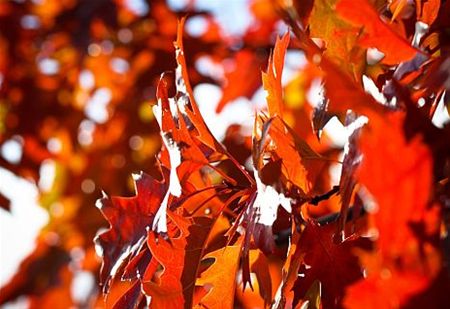 Vandaag gezien... - Hamont-Achel