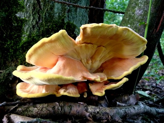 De herfst is in aantocht - Meeuwen-Gruitrode